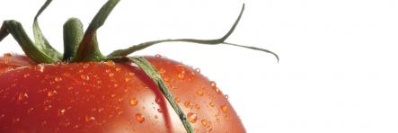 Glasnische TOM Motiv, Tomato, ohne Logo